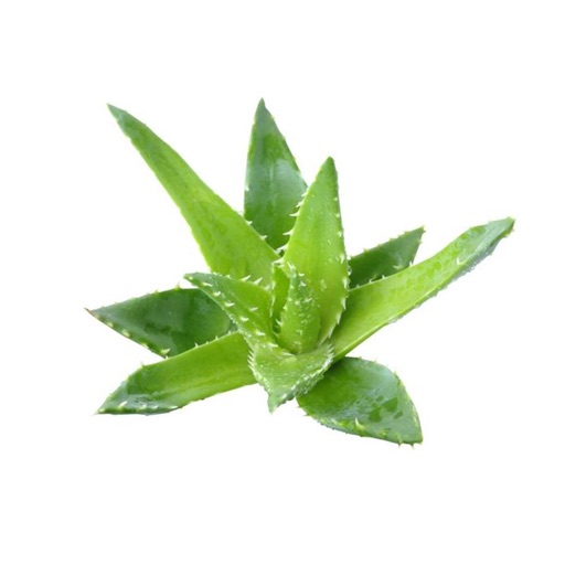 ALOE VERA Pflegeprodukte