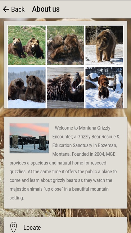 Montana Grizzly Encounter