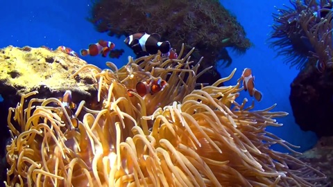 Screenshot #2 for Aquarium & Relax