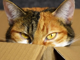 We love these cute and funny cat stickers