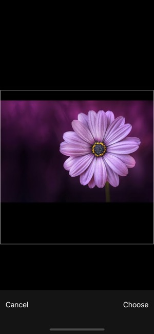 PlantPic-Flower,Plant Identify(圖3)-速報App