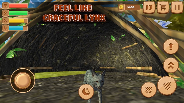 Wild Lynx Animal Life