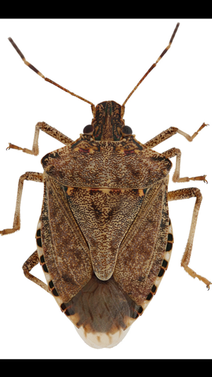 Midwest Stink Bug(圖4)-速報App