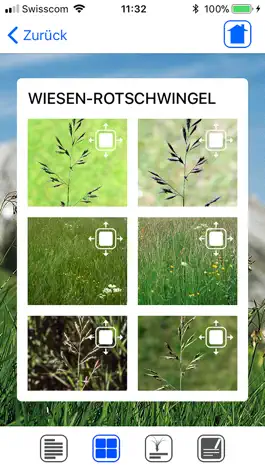 Game screenshot Wiesengräser leicht erkennen hack