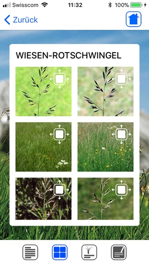 Wiesengräser leicht erkennen(圖3)-速報App