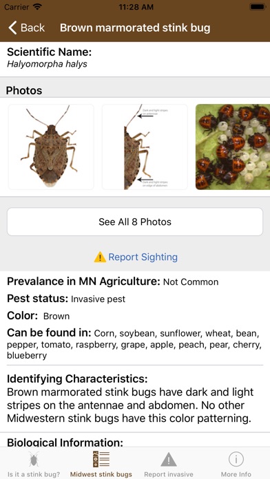 Midwest Stink Bug screenshot 3