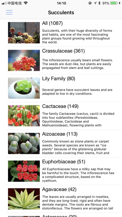 Succulents