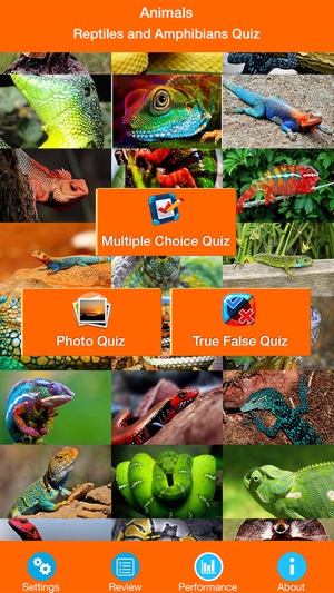 Animals : Reptiles Quiz(圖1)-速報App