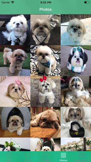 Shih Tzu Guide(圖2)-速報App