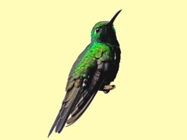 This sticker pack is full of colorful hummingbirds