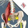 Psoas 3D Interactive Model