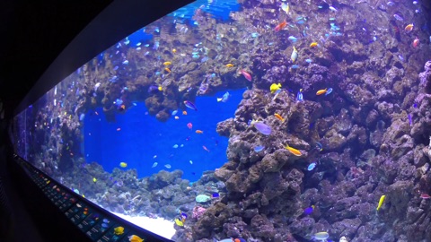 Screenshot #4 for Aquarium & Relax