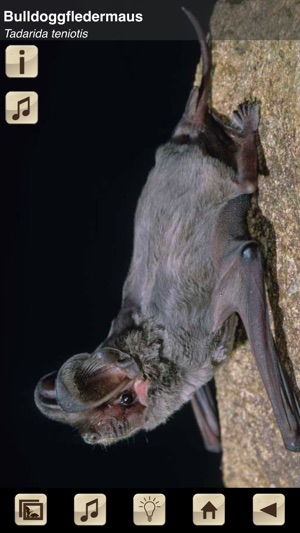 Swiss Bats(圖5)-速報App