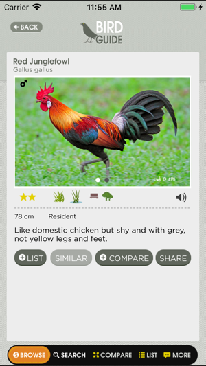 Birds of Singapore(圖2)-速報App