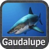 Gaudalupe - GPS Map Navigator