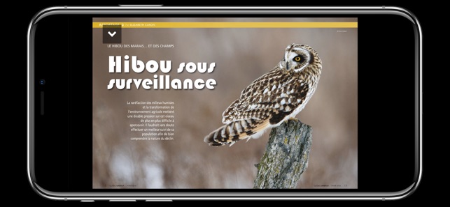 Magazine QuébecOiseaux(圖4)-速報App