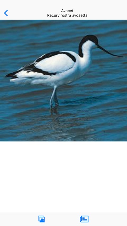 Collins British Wildlife
