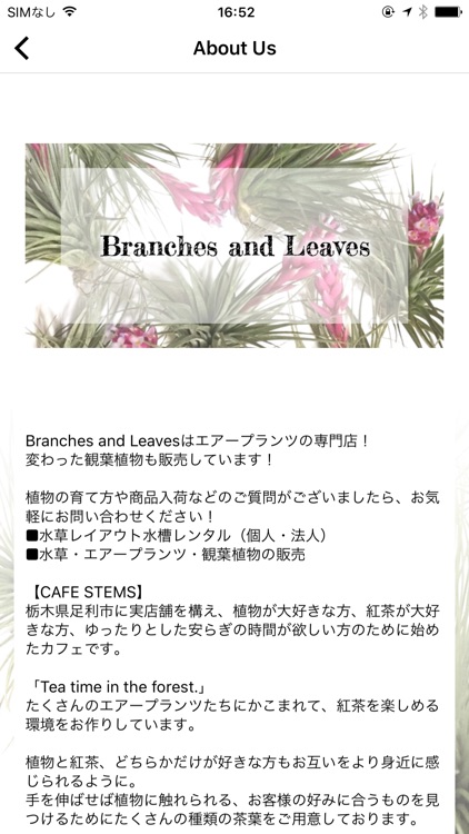 エアープランツ～観葉植物の通販｜B＆L／CAFE STEMS