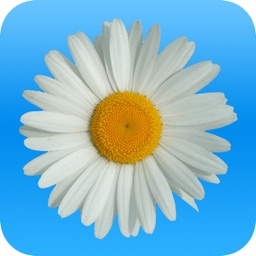 Marguerite