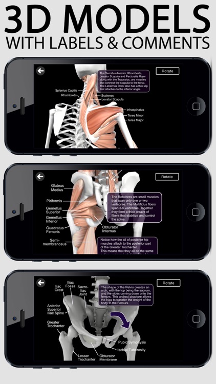 Learn Muscles: Anatomy screenshot-0