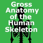Gross Anatomy of the Skeleton