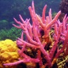 Coral Reefs Bible