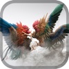Crazy Rooster Fight