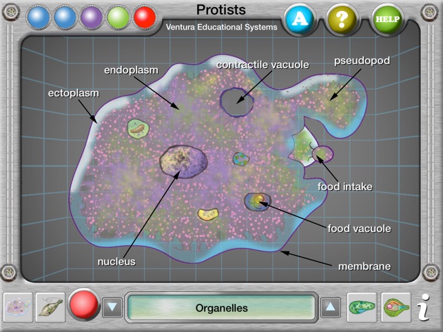 Interactive Protist Explorer(圖2)-速報App