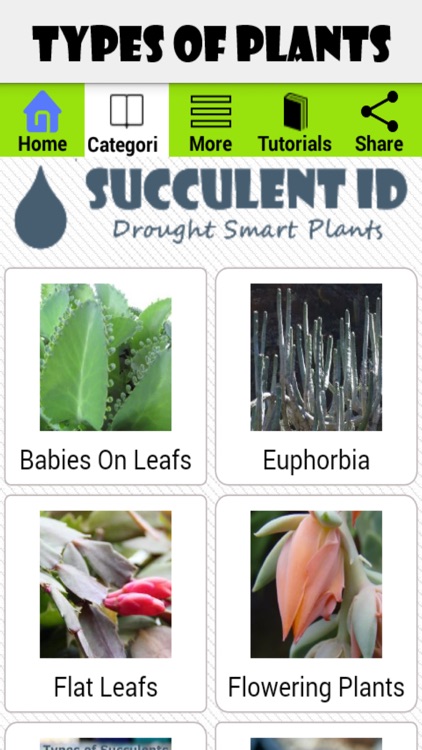 SucculentID