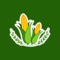 Madhya Pradesh is one of the largest Corn producing State in India with Chhindwara being highest corn producing district