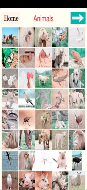 Armenian - Animals and Nature(圖2)-速報App