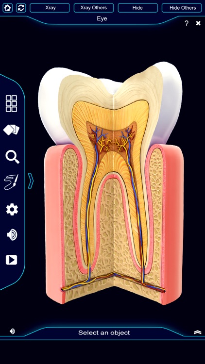 My Dental Anatomy