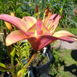 Hortus Lilium