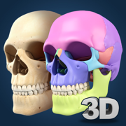 My Skull Anatomy