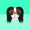 Tri Color Japanese Chin