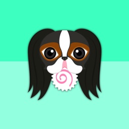 Tri Color Japanese Chin