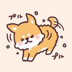 fluffy fat Shiba3