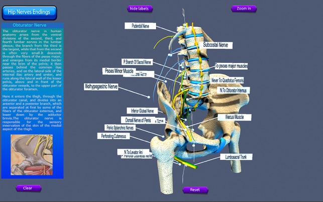 Hip Nerves Ending(圖2)-速報App