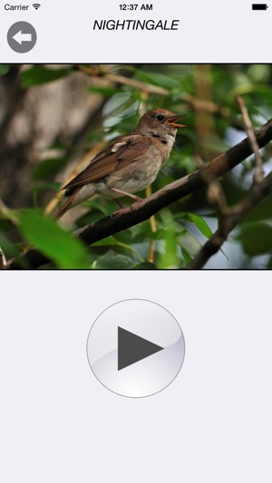 Russian Birds Lite(圖4)-速報App