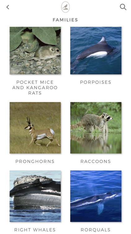 Fieldstone Guide: Mammals
