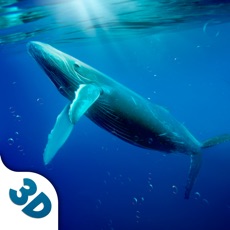 Activities of Big Whale Ocean Life Sim 3D