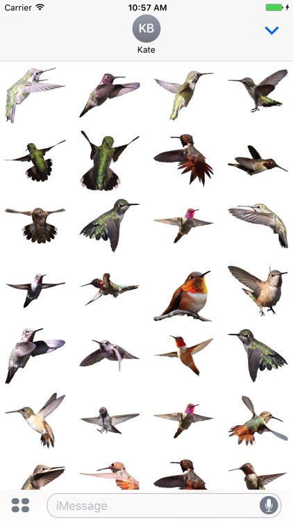 Hummingbird Sticker Pack