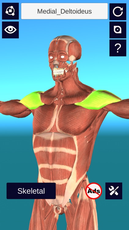 3D Anatomy +