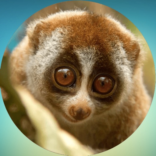 Lovely Lemurs! Stickers Icon