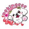 Adorable Pekingese Dog Sticker