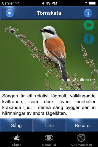 Fågelsång Id  - automatisk identifiering av fåglar - náhled