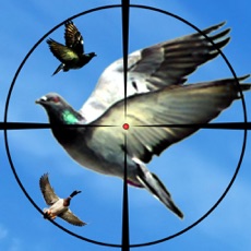 Activities of Flying Birds Hunting Duck Hunt