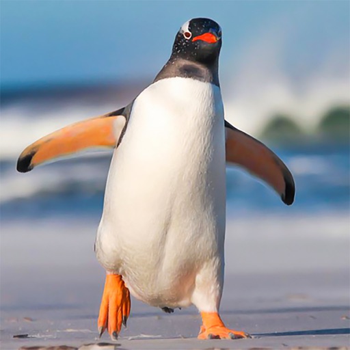 Penguin Simulator: Arctic Beach Survival icon
