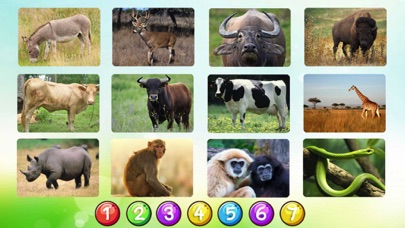 Animal Vocabulary In English screenshot 3