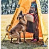 Malinois of UPDTS-Taiwan